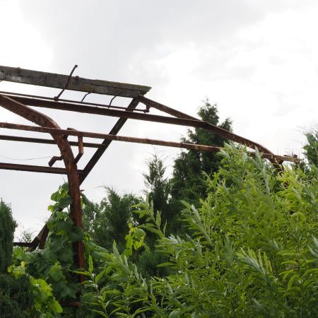 zdjęcie z Prószkowa-Pomologia 